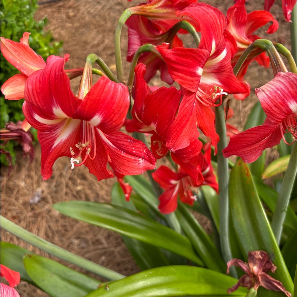 floribunda “America” climbing pink rose bush, plus 2 Stargazer Amaryllis bulbs. - Picture 6 of 6